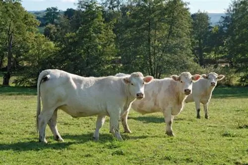 Charolais խոշոր եղջերավոր անասունների ցեղատեսակ. նկարներ, փաստեր, օգտագործում & ծագում