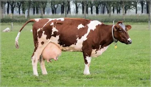 5 millors races de vaques lleteres per a la producció de llet (amb imatges)