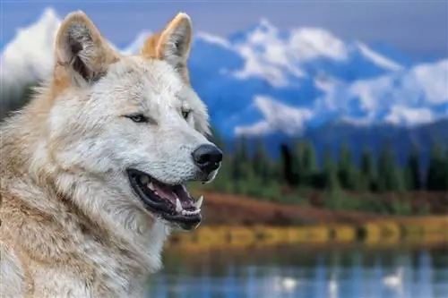A világ 6 legnagyobb farkasa (képekkel)