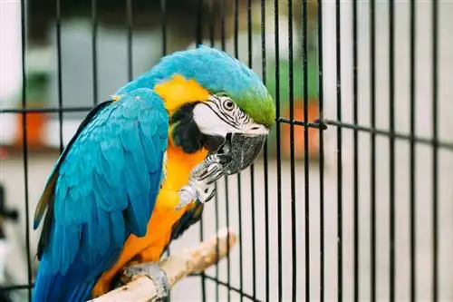 Ինչպես ընտրել վանդակի ճիշտ չափը Macaw-ի համար. փորձագետների խորհուրդներ