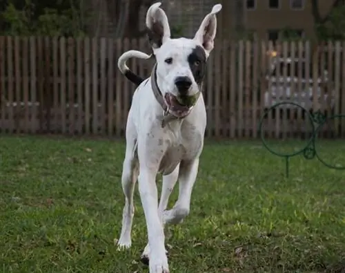 Great Dane Pit Bull Mix (Great Danebull) Pictures, Info, Care & Traits