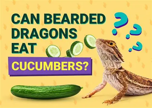 Tau Bearded Dragons Noj Cucumbers? Facts & FAQ