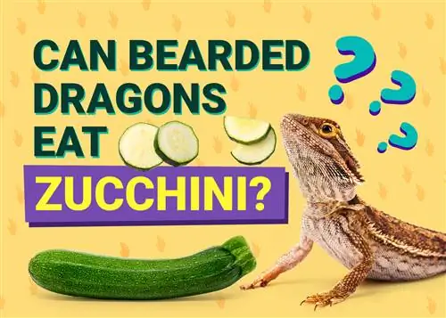 Kan skäggiga drakar äta zucchini? Fakta & FAQ