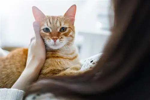 Θα γουργουρίζει συνήθως μια γάτα όταν πονάει; Επεξήγηση της συμπεριφοράς της γάτας