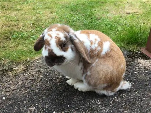 English Lop Rabbit: Faktat, elinikä, käyttäytyminen & Hoito (kuvilla)