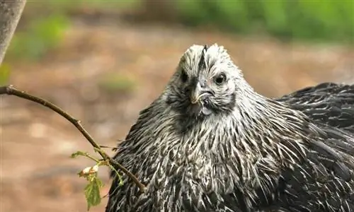 11 vrsta crnih pasmina kokoši (sa slikama)