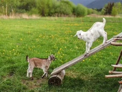14 juguetes caseros para cabras para mantener a tus cabras ocupadas (con imágenes)