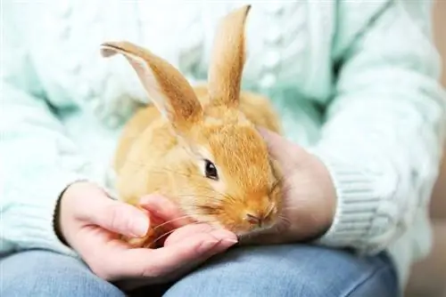 Bijt een konijn als huisdier? 5 mogelijke redenen voor dit gedrag