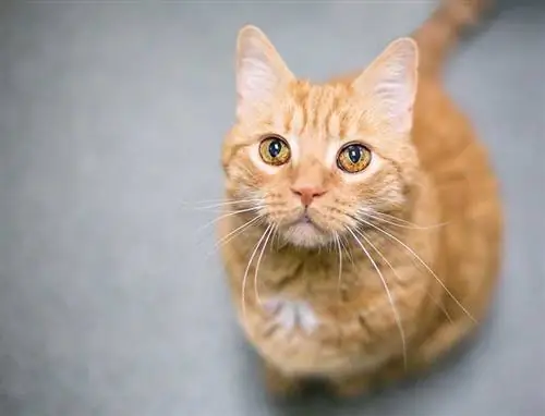 Irismelanose bei Katzen: Vom Tierarzt anerkannte Anzeichen, Ursachen & Pflege