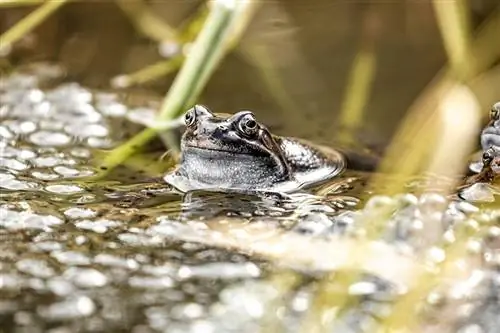 Koliko jaja polažu žabe? Prosječan broj po ciklusu, stopa preživljavanja & FAQ