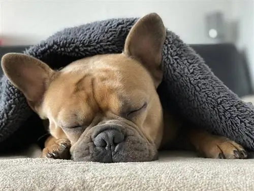 11 posicions per dormir per a gossos & Què volen dir (amb imatges)