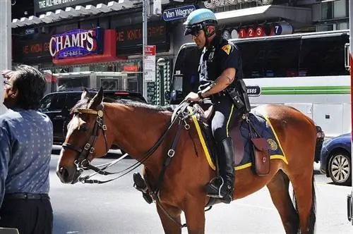 Miért használ a rendőrség még mindig lovakat egyes országokban? Általános okok & GYIK