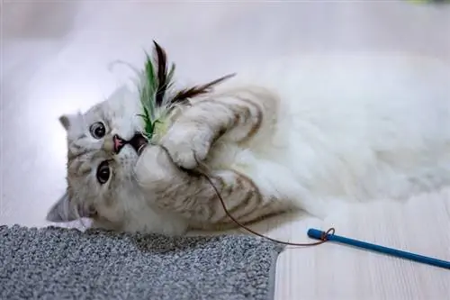 11 DIY बिल्ली के खिलौने आपकी बिल्ली को पसंद आएंगे! (चित्रों के साथ)