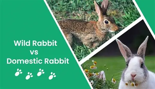 ארנבות פרא לעומת ארנבות ביתיות: הבדלים מוסברים (עם תמונות)