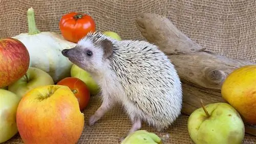 Hedgehogs Yuav Noj Txiv lws suav? Cov ntaub ntawv noj zaub mov, Ntu & Risks