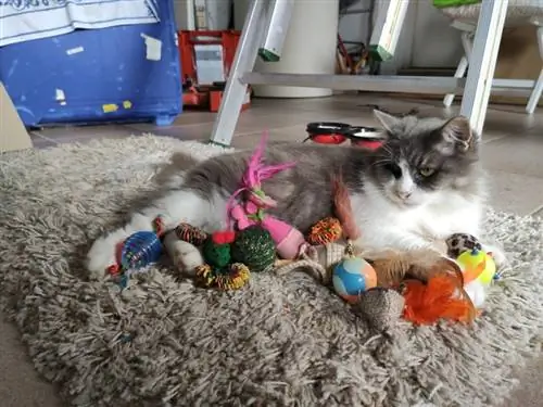 Cách làm sạch đồ chơi cho mèo: 12 mẹo hiệu quả