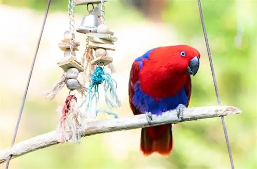 8 loomingulist isetegemist papagoimänguasja, mida saate juba täna valmistada