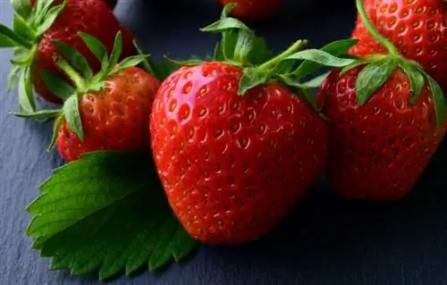 Kan pindsvin spise jordbær? Ernæringsoplysninger, Portioner & Risici
