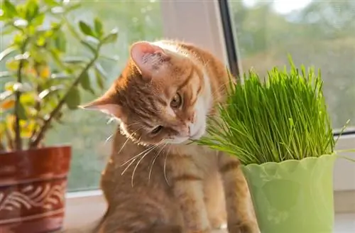 Aký je rozdiel medzi Catnip & Cat Grass? Fakty o kontraste & FAQ