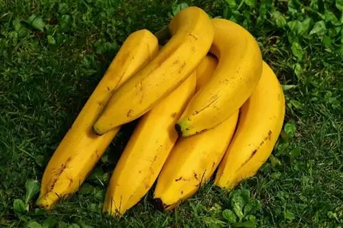 Mogu li ježevi jesti banane? Nutritivne informacije, porcije & Rizici