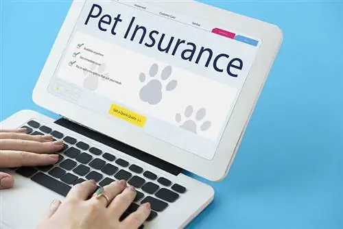 ¿Cuál es el costo del seguro para mascotas en Ohio (actualización de 2023)?