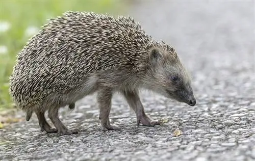Tus Hedgehog khiav nrawm npaum li cas? Nruab Nrab Ceev & FAQ
