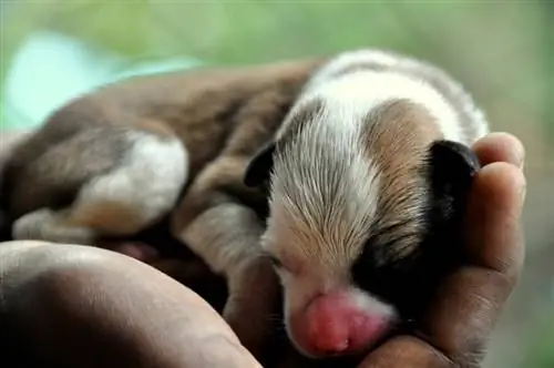 Puoi toccare i cuccioli appena nati? Rischi del rifiuto della madre & FAQ