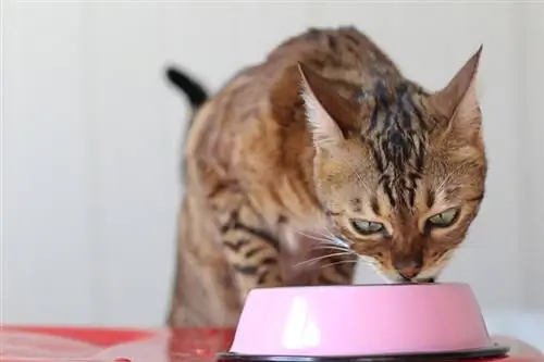 2023'te Veterinerler Tarafından Önerilen En İyi 10 Kedi Maması – İncelemeler & En Çok Talep