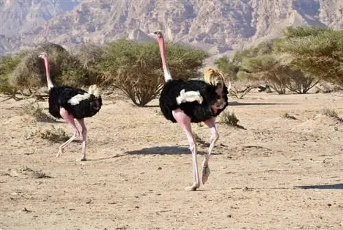 North African Ostrich: Mga Katotohanan, Gamit, Pinagmulan & Mga Katangian (May Mga Larawan)