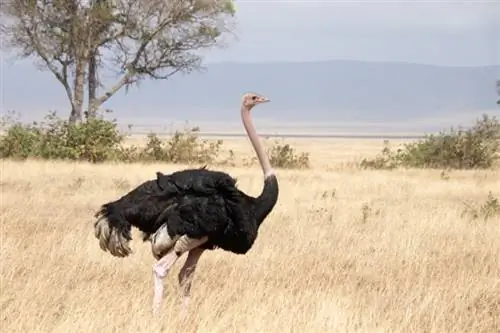 Masai-struisvogel: oorsprong, feiten, info & Kenmerken (met afbeeldingen)