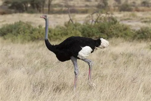 ¿Es un avestruz un pájaro? Datos & Preguntas frecuentes (con imágenes)