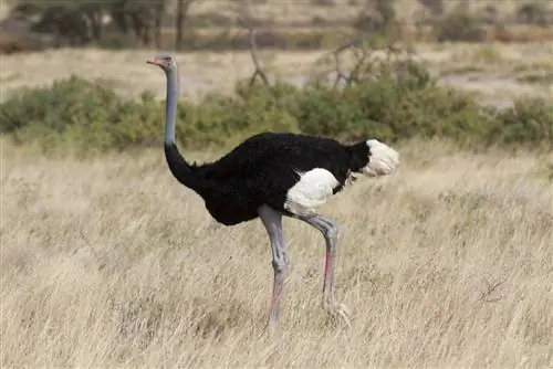 Une autruche est-elle un oiseau ? Faits & FAQ (avec images)