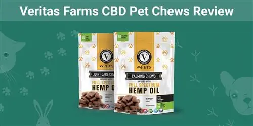 Veritas Farms CBD Pet Chews Review 2023: Asiantuntijamme lausunto