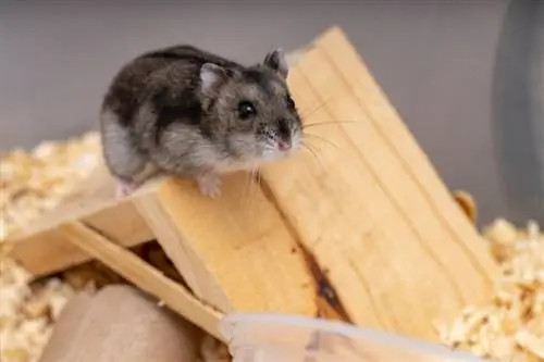 Quand (et comment) les hamsters ont-ils été domestiqués : faits historiques