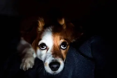 Devo deixar uma luz acesa para o meu cachorro à noite? Nosso veterinário explica