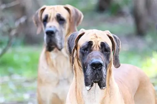 Sindrom Sire Popular dalam Pembiakan Anjing & Dijelaskan Akibat