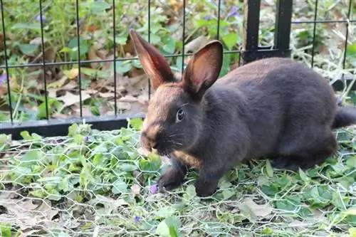 10 darmowych kojców dla królików DIY, które możesz zbudować już dziś (ze zdjęciami)