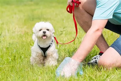 Защо събирането на кучешки изпражнения е важно: 7 прегледани от ветеринар причини