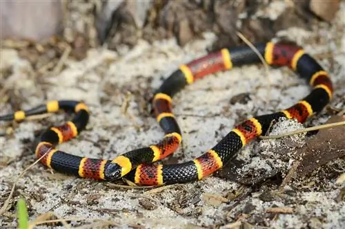 4 serpientes que parecen serpientes de coral (con imágenes)