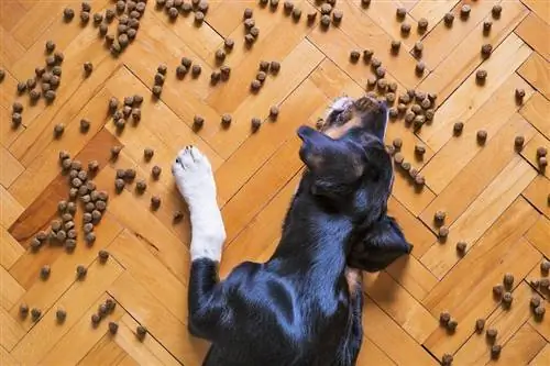 11 beste hondenvoer met beperkte ingrediënten in 2023 – Recensies & Topkeuzes
