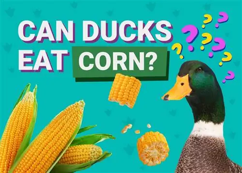 ¿Pueden los patos comer maíz? Dieta & Consejos de Salud