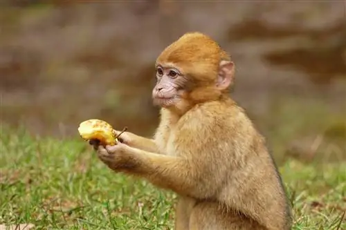 Maak makaakape goeie troeteldiere? Alles wat jy moet weet
