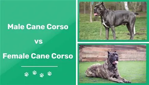 Cane Corso ตัวผู้ vs ตัวเมีย: ความแตกต่าง (พร้อมรูปภาพ)