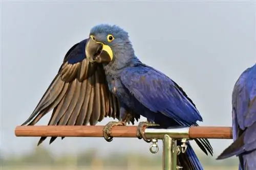 10 najskupljih ptica kućnih ljubimaca na svijetu (sa slikama)