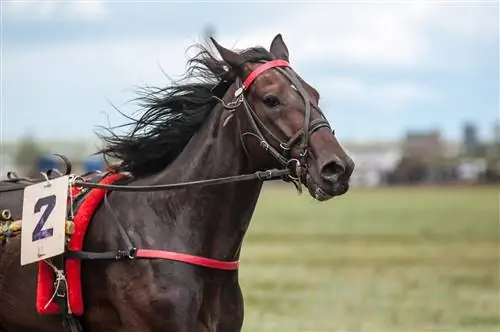 Որքա՞ն արժե մրցավազքի ձին: 2023 Գների ուղեցույց