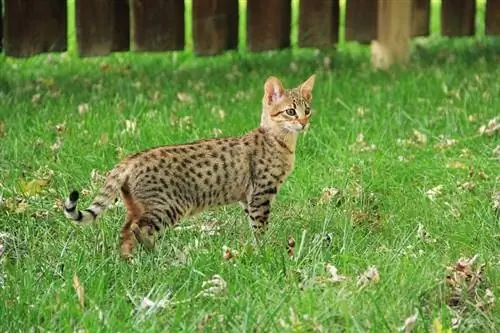 7 mačaka koje izgledaju poput leoparda (sa slikama)
