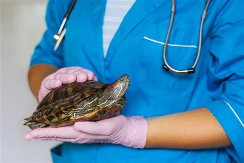 7 gyakori betegség a vízi teknősöknél: jelek, okok & Kezelések
