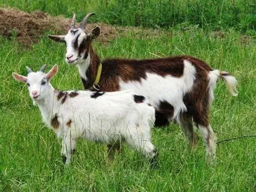Kada (i kako) su koze pripitomljene? Historical Facts