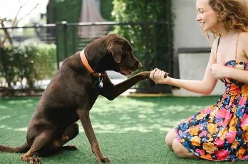 Bir Köpeğe Sallamayı Nasıl Öğretirsiniz: 8 İpucu & Püf Noktası
