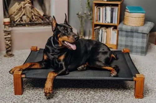 10 Dobermano privalumų & minusų, kuriuos reikia žinoti